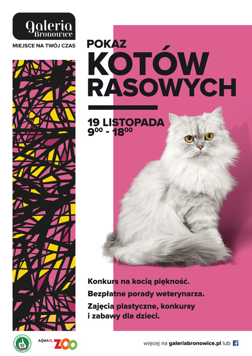 Pokaz Kotów Rasowych w Galerii Bronowice